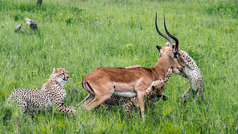 What is the best time to go on a safari in Tanzania?