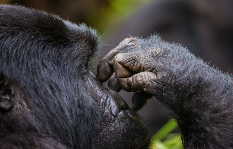 Gorilla scratching his nose