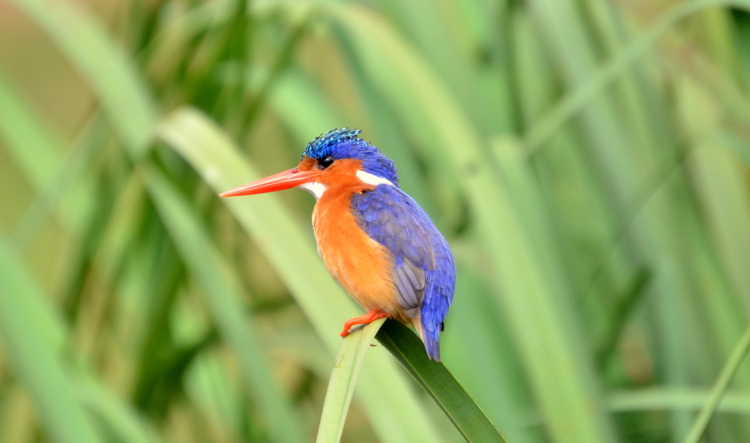 Malachite Kingfisher