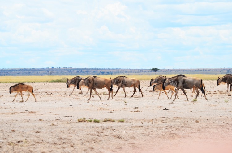 Wildebeests during Kenya safari itinerary