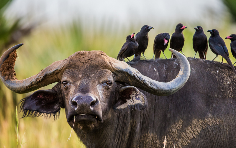 Wie hoch sind die Parkgebühren in Uganda? 
