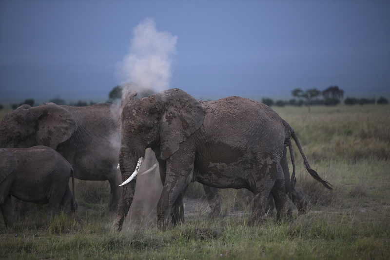 National Park fees for KWS areas