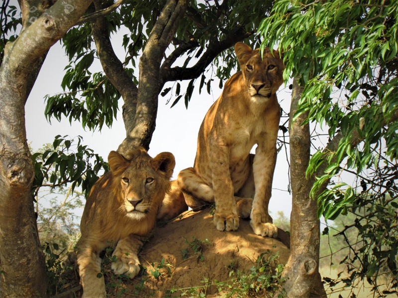 So erhaltet du deine Genehmigungen für Ugandas Nationalparks