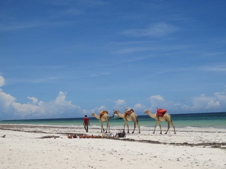 Camels at the beach during 2-week Kenya itinerary