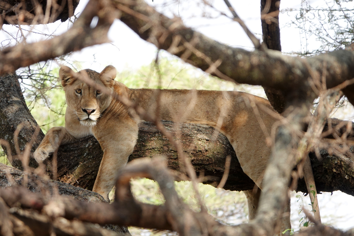 Tree climbing lion